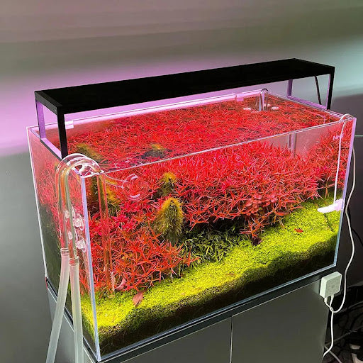 Illuminate Your Aquatic Paradise with Chihiros WRGB II Slim: A Game-Changing LED Light for Aquariums