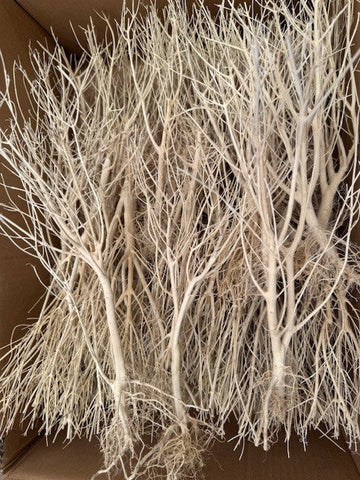 Natural Products Thailand Tree (Box)
